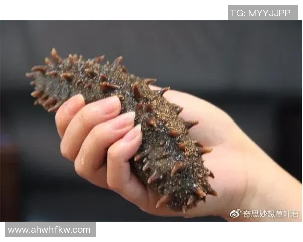 海参足球:探索海洋与运动的奇妙结合与未来发展潜力 海参足球:探索海洋与运动的奇妙结合与未来发展潜力