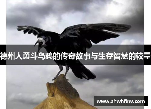 德州人勇斗乌鸦的传奇故事与生存智慧的较量
